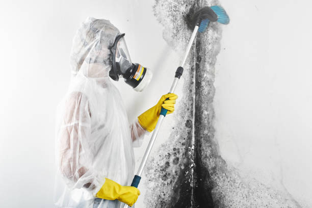 Trusted Tashua, CT Mold Removal Experts