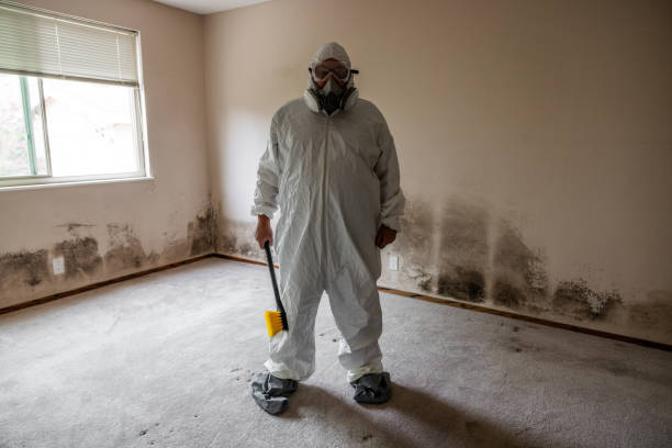 Best Environmental Consulting for Mold Prevention  in Tashua, CT